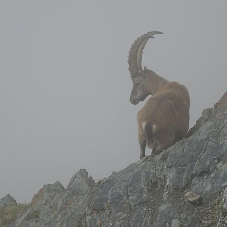 Hotel Phoenix Zermatt Zewnętrze zdjęcie