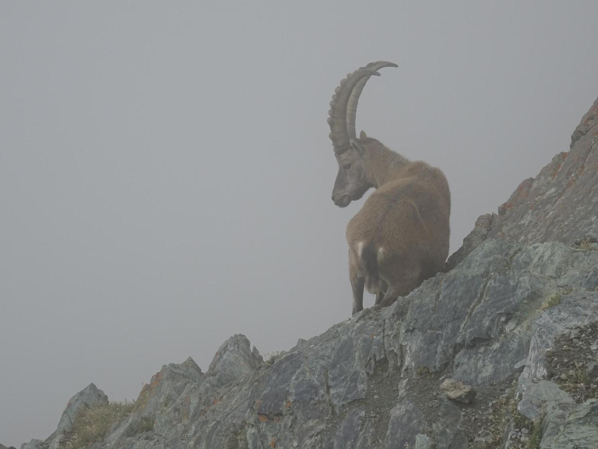 Hotel Phoenix Zermatt Zewnętrze zdjęcie