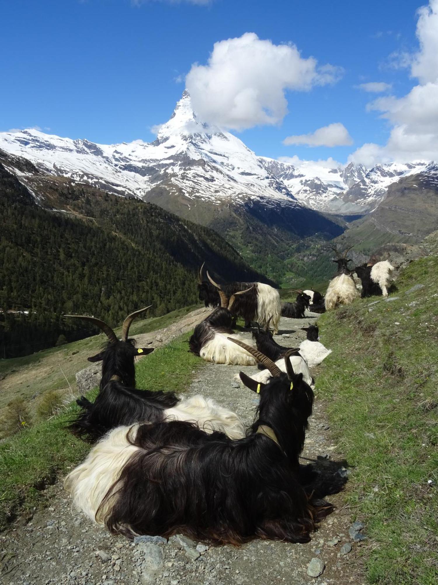 Hotel Phoenix Zermatt Zewnętrze zdjęcie